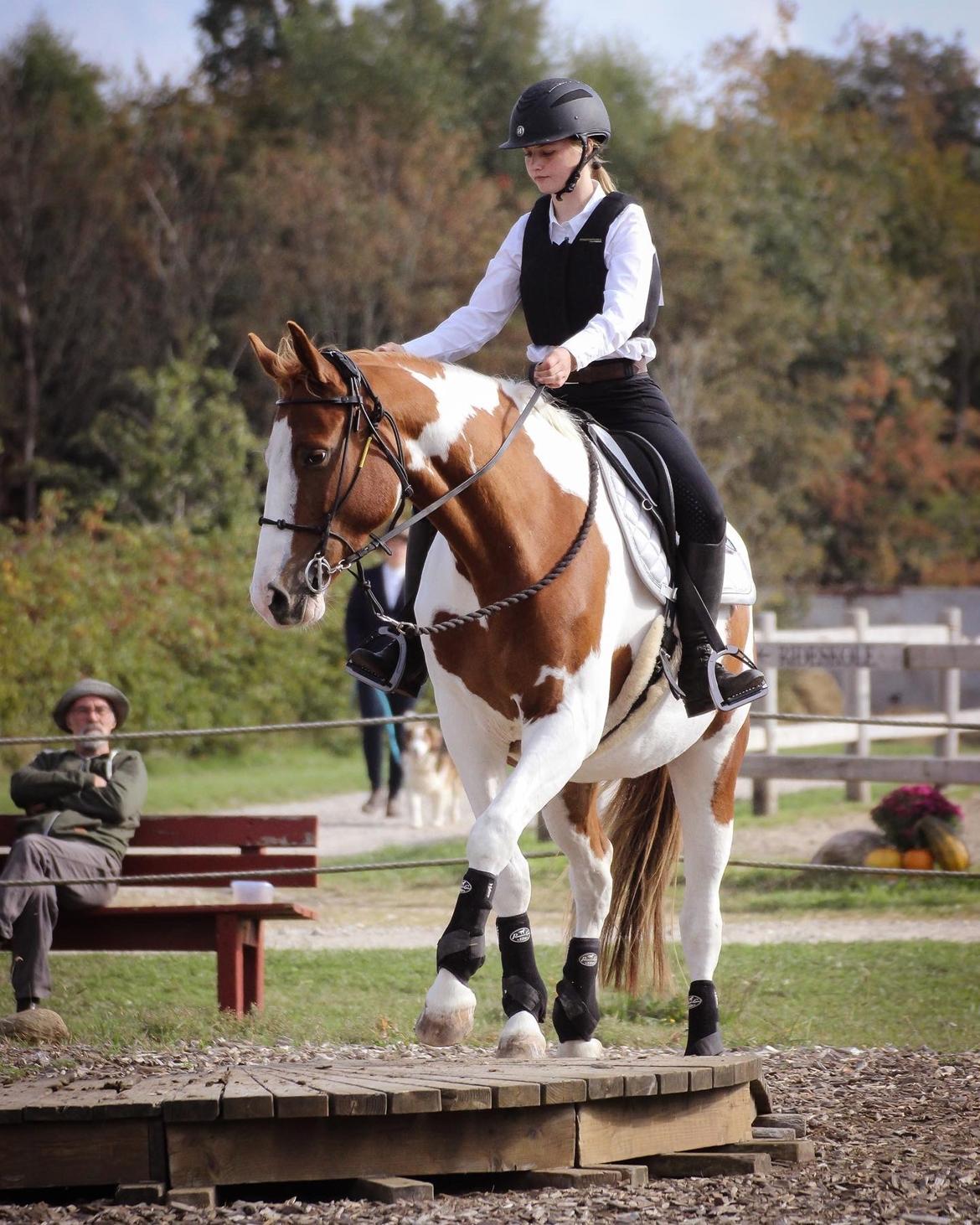 Anden særlig race Thusgaard's Yakari billede 1
