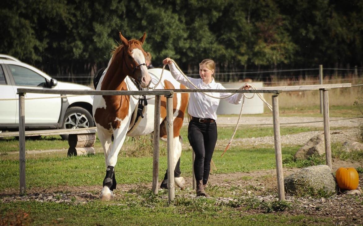 Anden særlig race Thusgaard's Yakari billede 7