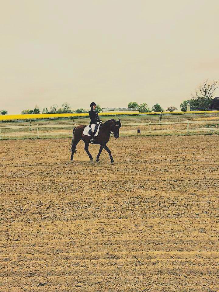 New Forest Baltazar - 16 Maj 2015 billede 12