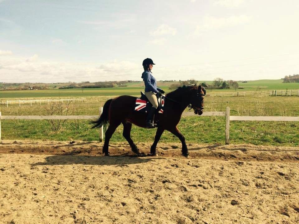 New Forest Baltazar - 2015 billede 10