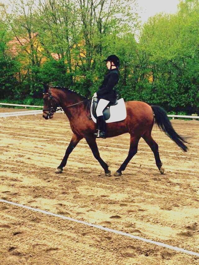 New Forest Baltazar - 9 Maj 2015 billede 4