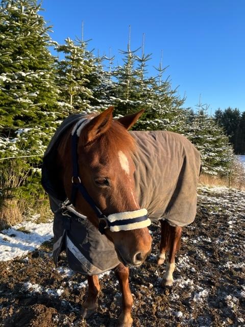 Anden særlig race Clements Penelope billede 13