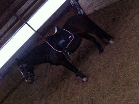 Connemara Claire[Tidl. Part] billede 2