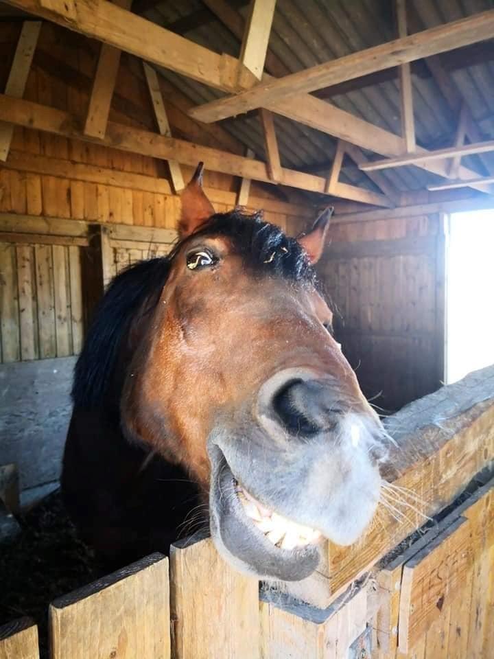 Anden særlig race Cometessa (HIMMEL HEST) billede 18