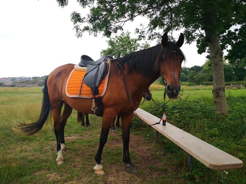 Anden særlig race Cometessa (HIMMEL HEST) billede 20