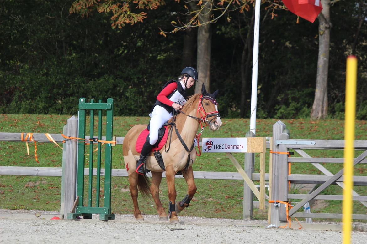 Anden særlig race Strejfer - DM i TREC - seje pony v. lågen billede 19