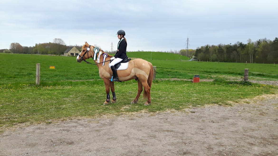 Anden særlig race Strejfer - D1 mesterskab i stilstafetspringning billede 7