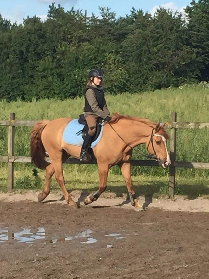 Anden særlig race Strejfer - Han ser jo helt stor ud <3 billede 4