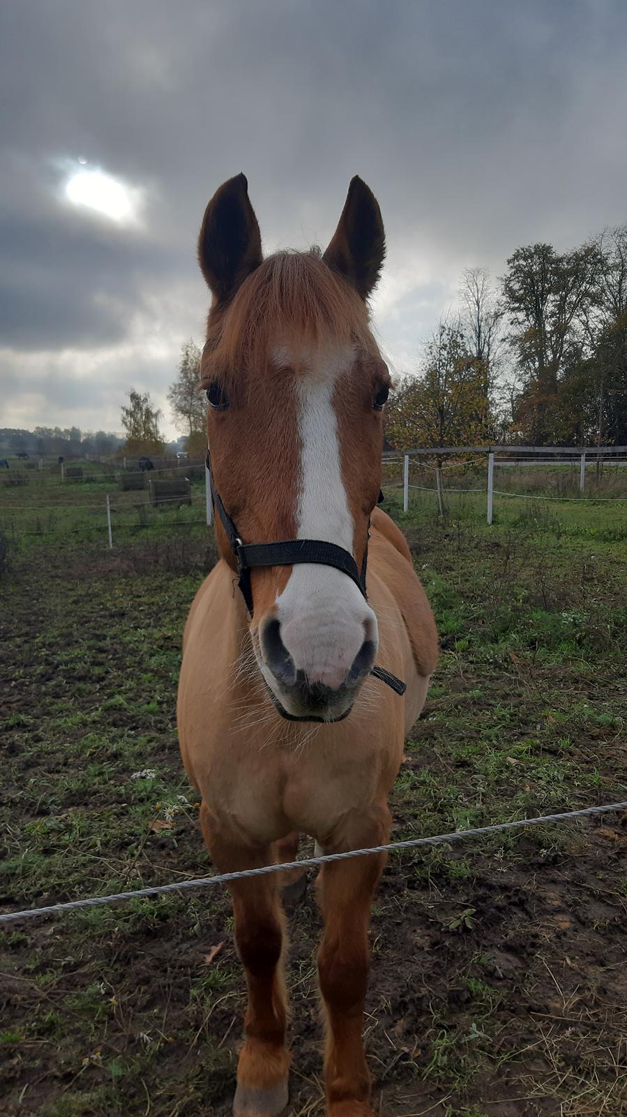 Anden særlig race Strejfer - pony på sygefold, men ved godt mod :)) billede 17