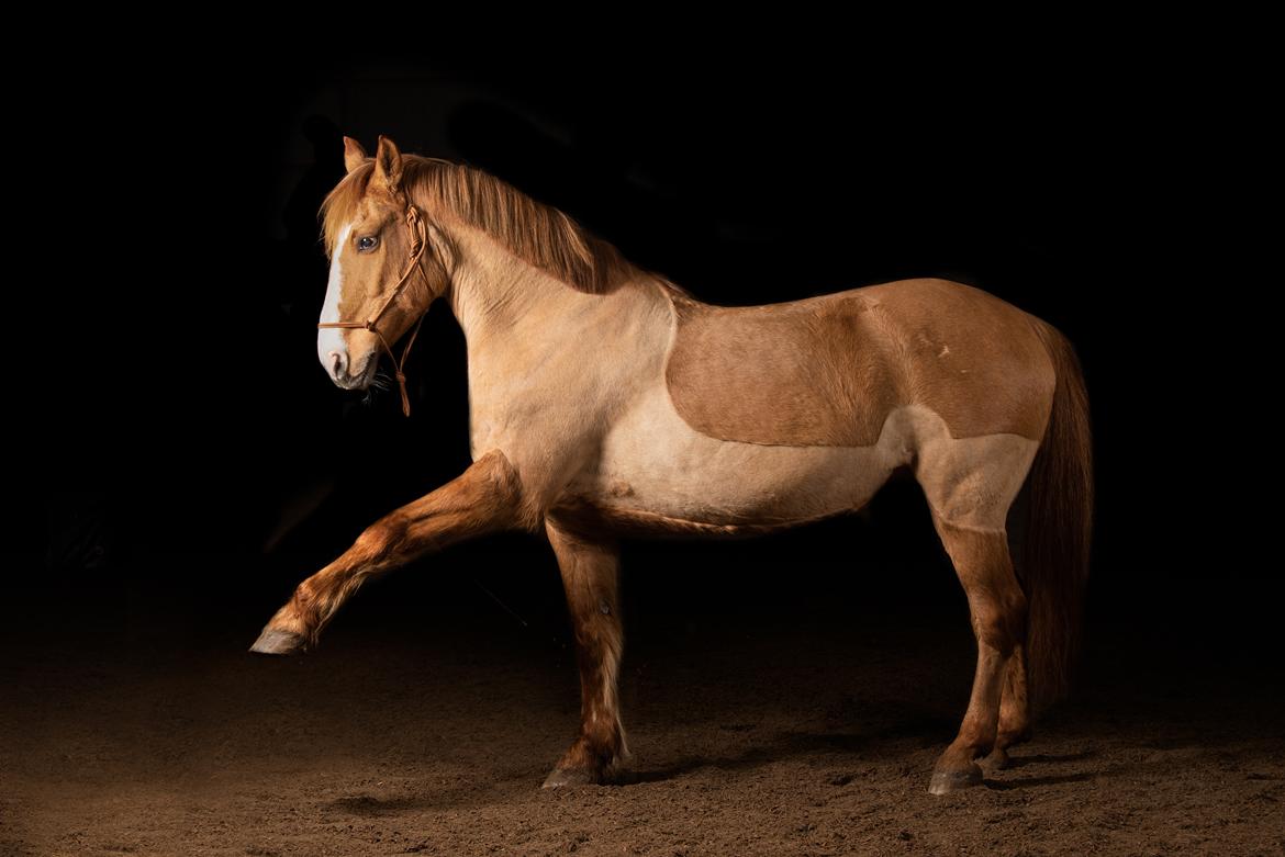 Anden særlig race Strejfer - Strejfers ikoniske "gi' pote", det er han stadig mester i! billede 1