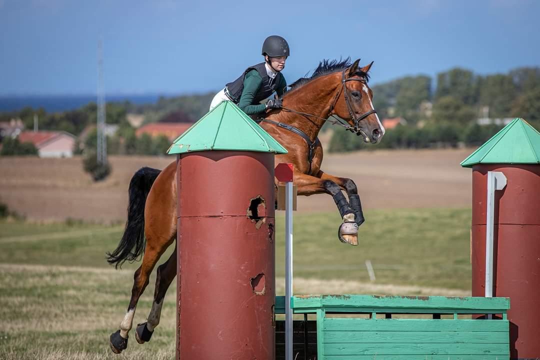Dansk Varmblod Lonely heart - Nogen der sagde overskud?? billede 7