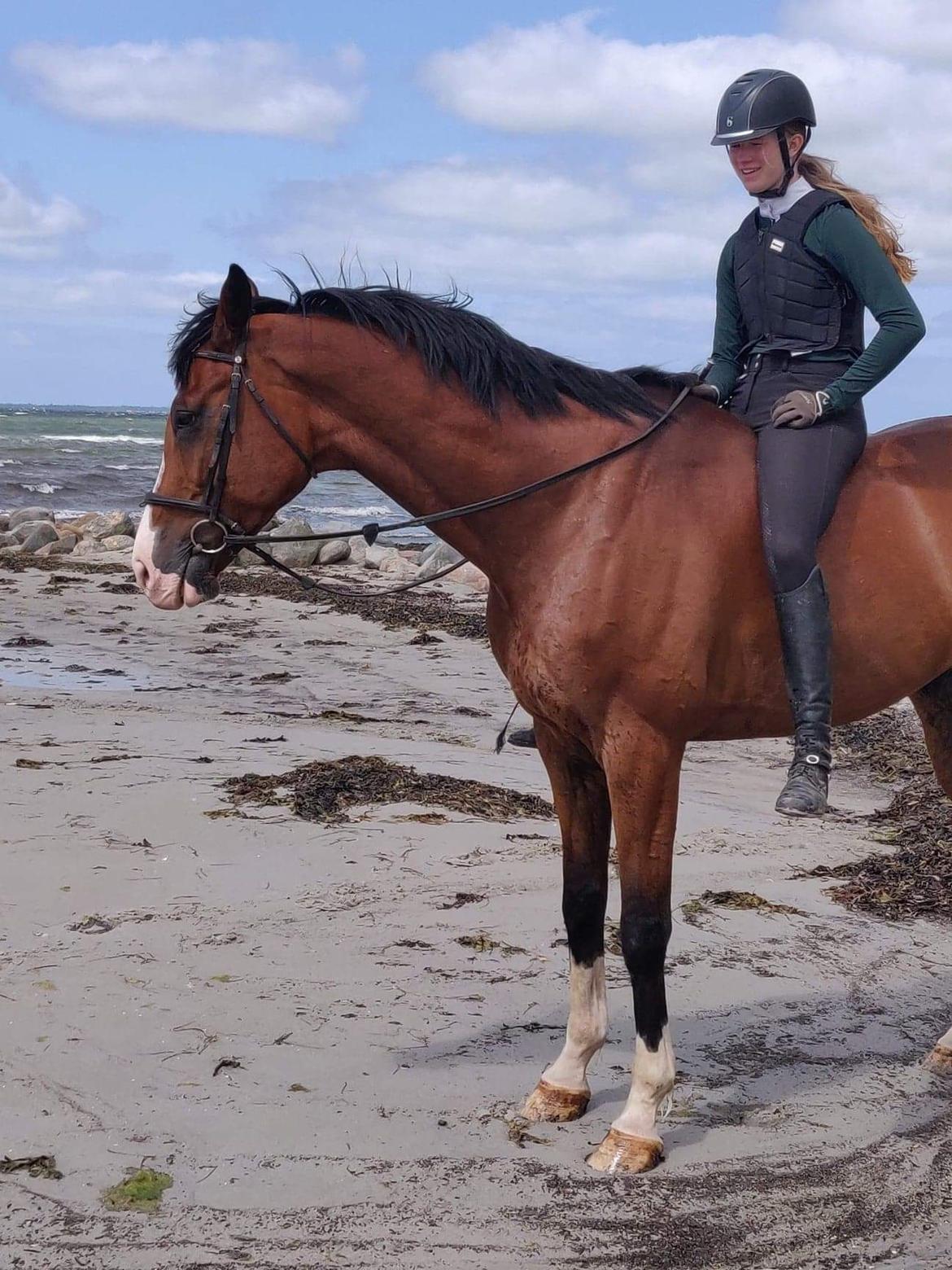 Dansk Varmblod Lonely heart - Kold strandtur uden sadel billede 4