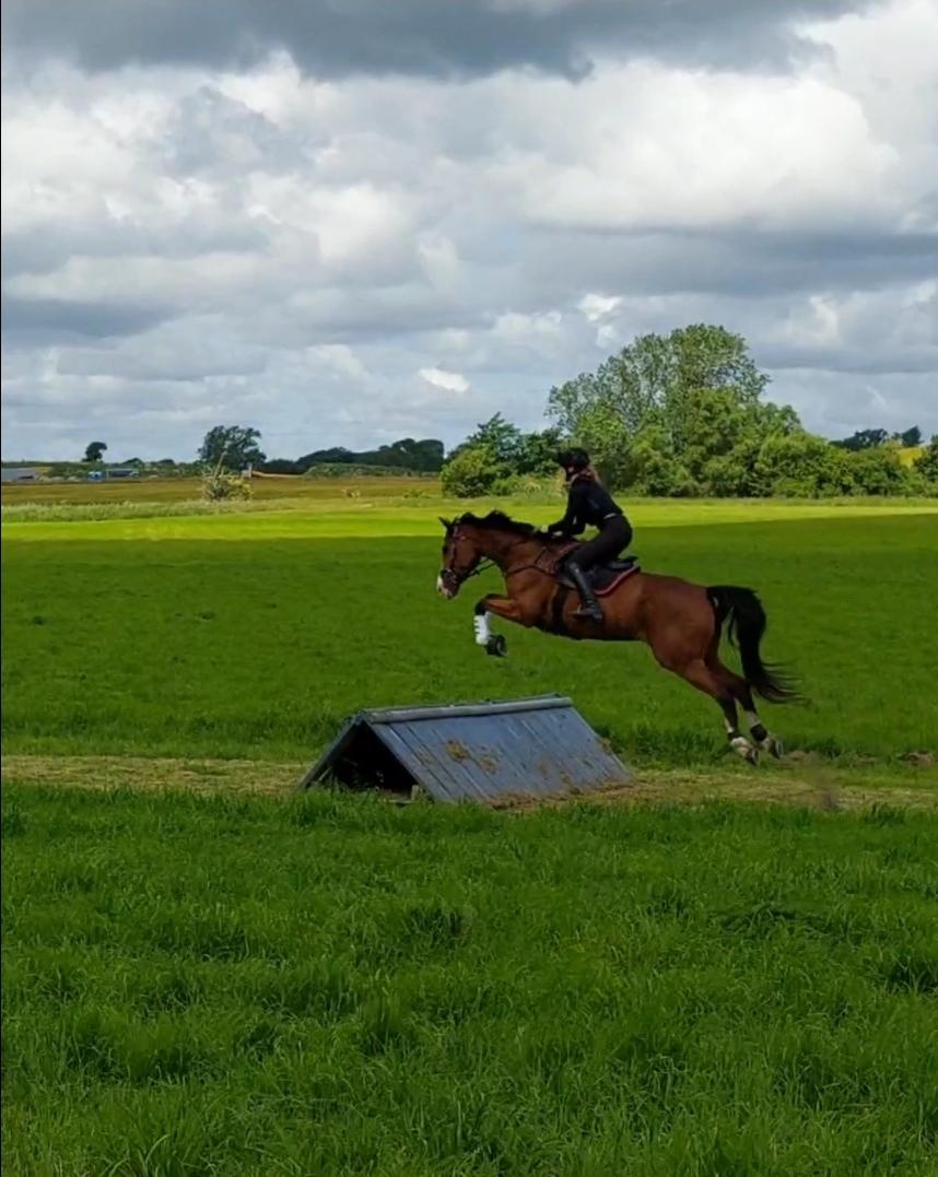 Dansk Varmblod Lonely heart - Igen nogen der sagde overskud? Kapicitet løber vi da ikke tør for ;) billede 14