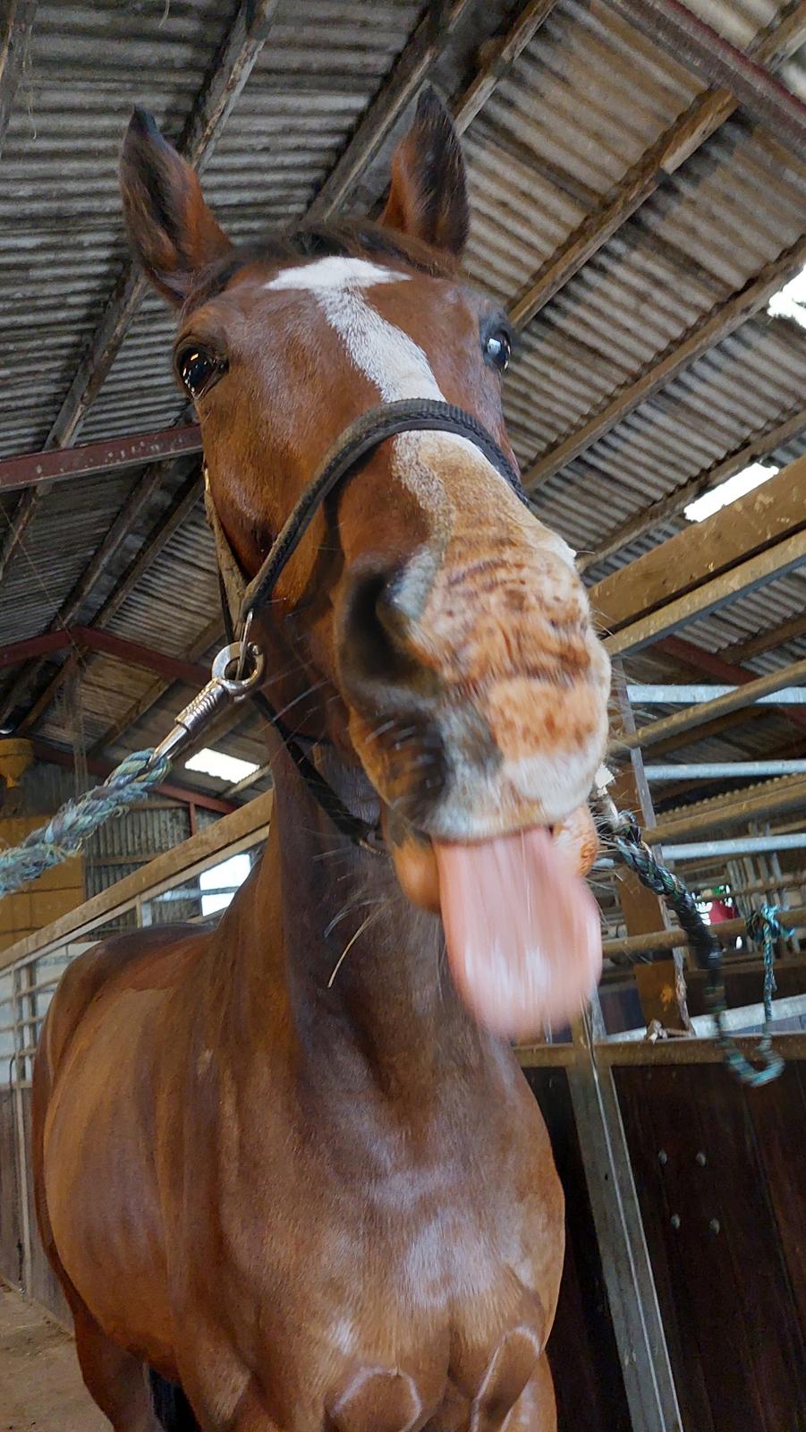 Dansk Varmblod Lonely heart - Han er ret nuttet billede 15