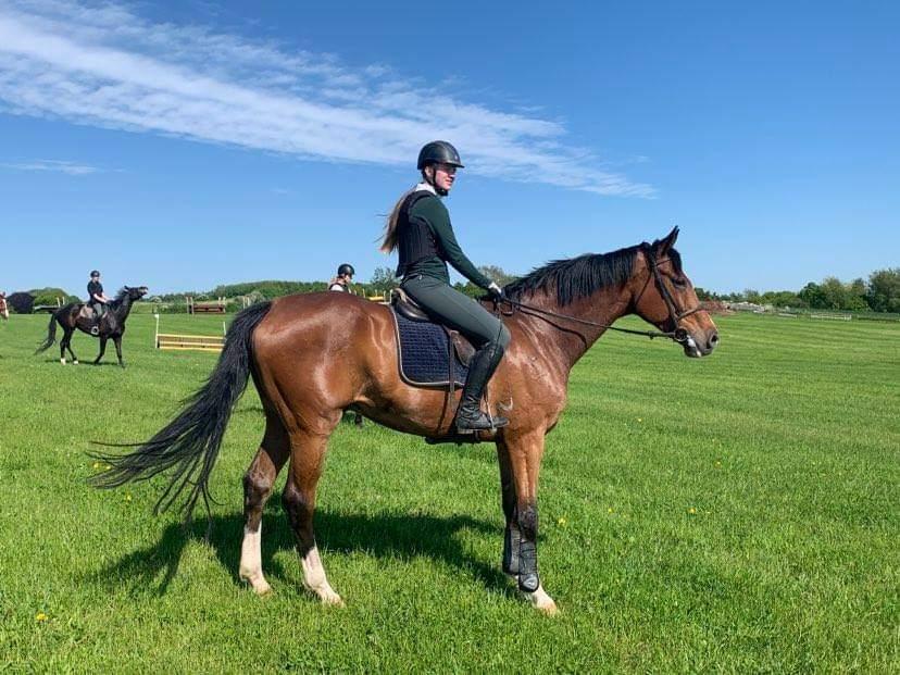 Dansk Varmblod Lonely heart - m. Baunehøj til Stald Jørgensen billede 3