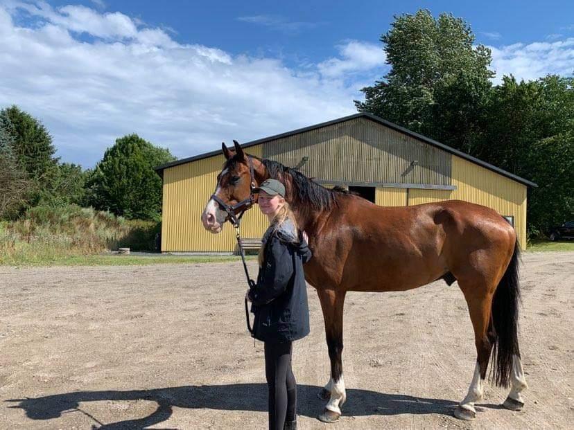 Dansk Varmblod Lonely heart - Et styks handelsundersøgelse godkendt <3! billede 5