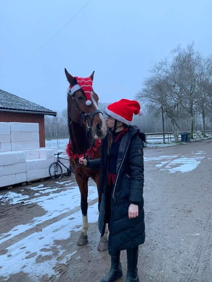 Dansk Varmblod Lonely heart - Han er elsket højt billede 6