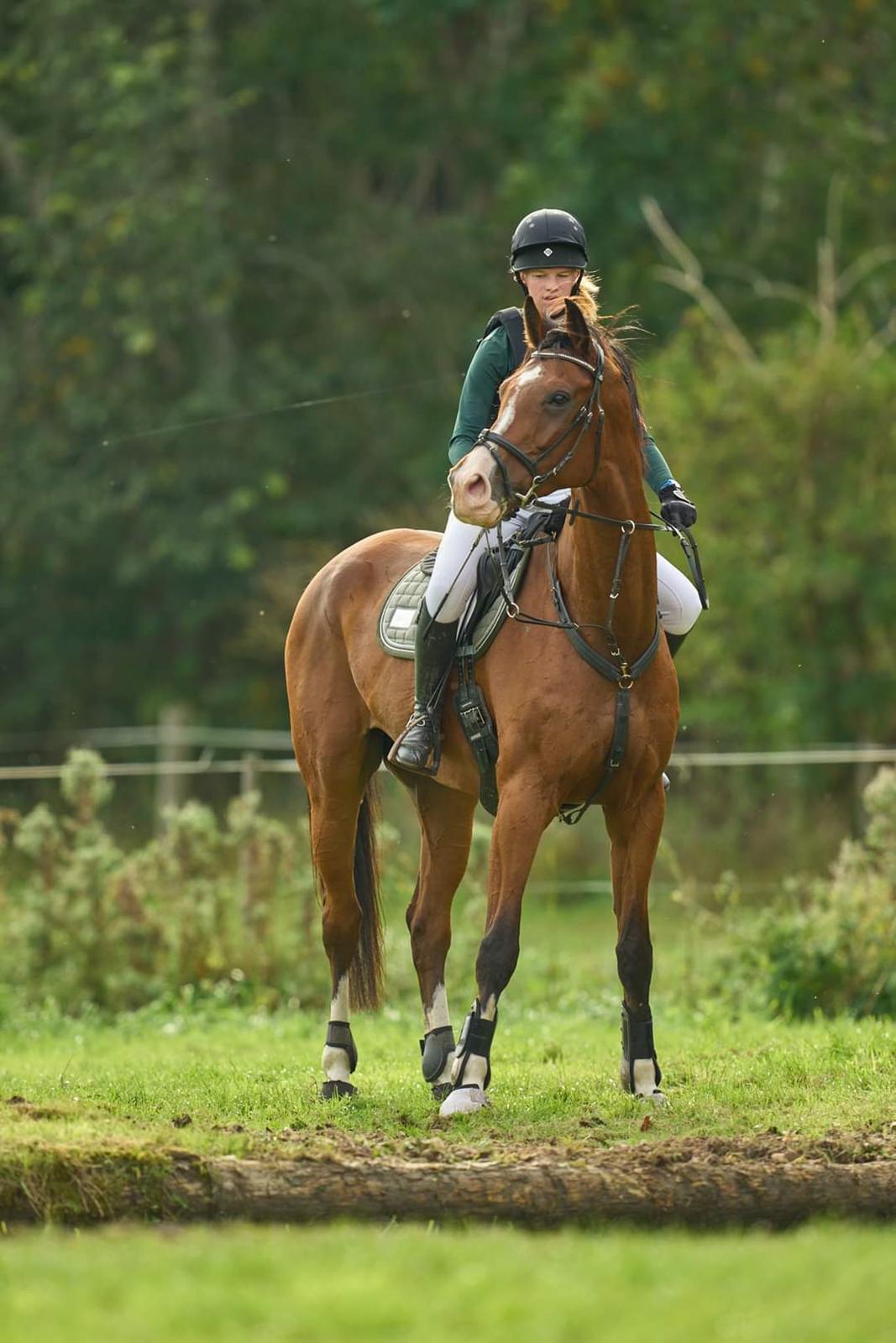 Dansk Varmblod Lonely heart - Vandforhindringer er også svære når der sker andre spændende ting xD billede 10