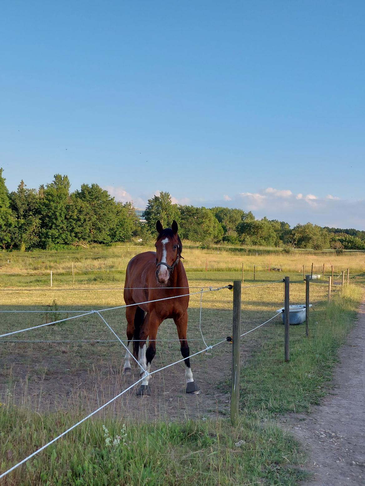Dansk Varmblod Lonely heart - Smukke Lonely <3 billede 13
