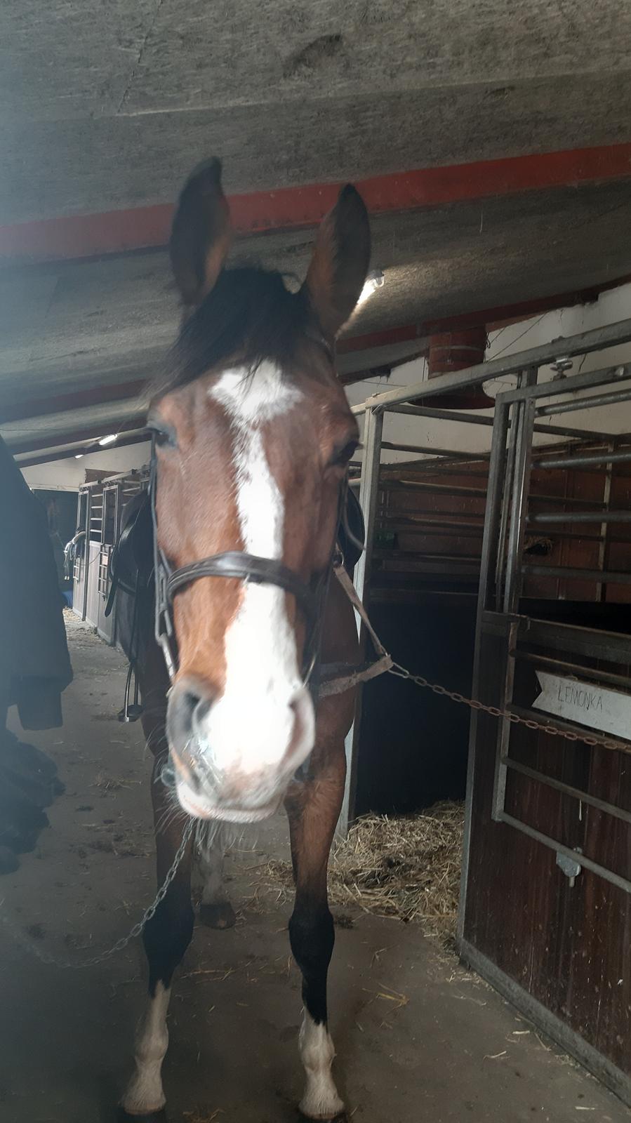 Dansk Varmblod Lonely heart - Efterskolepony  billede 2