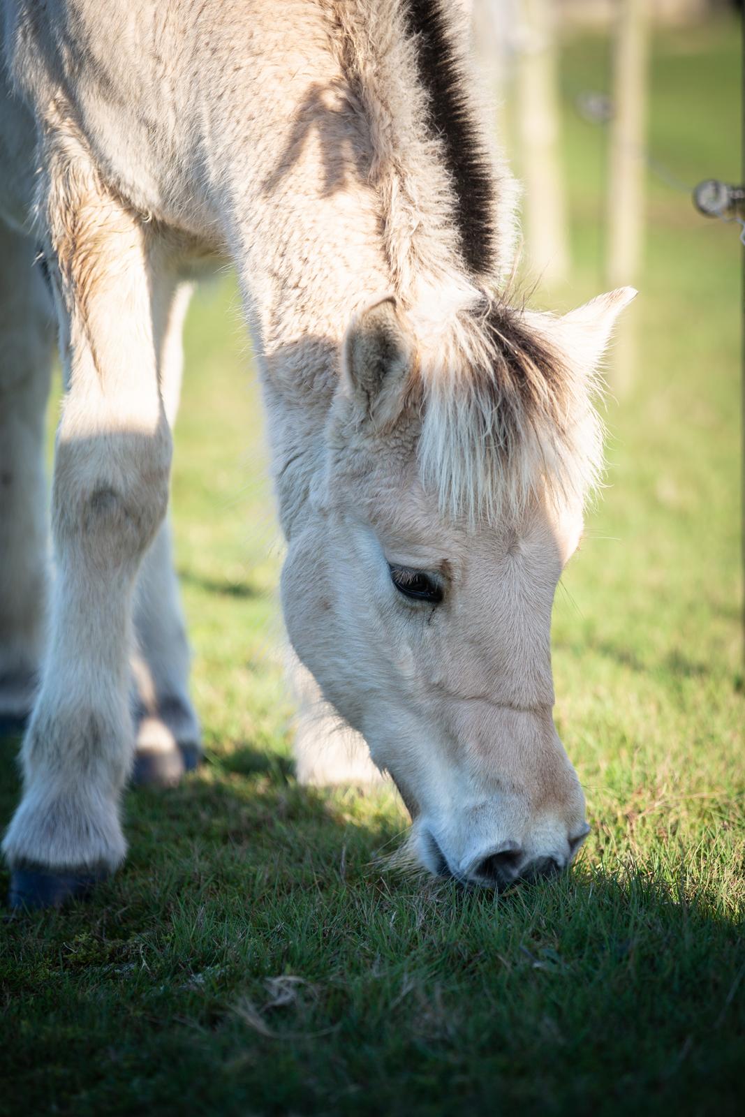 Fjordhest Theodoras Dublin - 6 måneder - dagen han flyttede hjemmefra billede 20