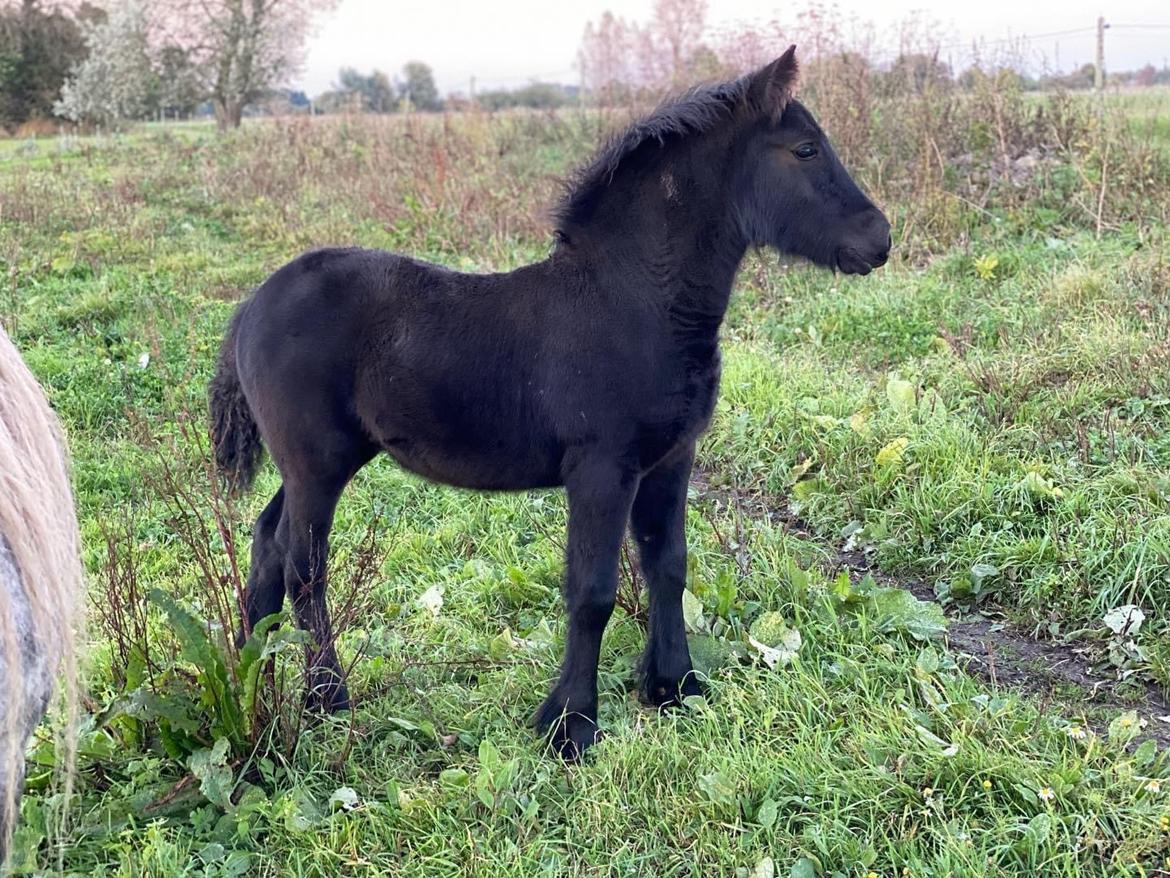 Fell pony Spirhøjs Primrose  billede 2