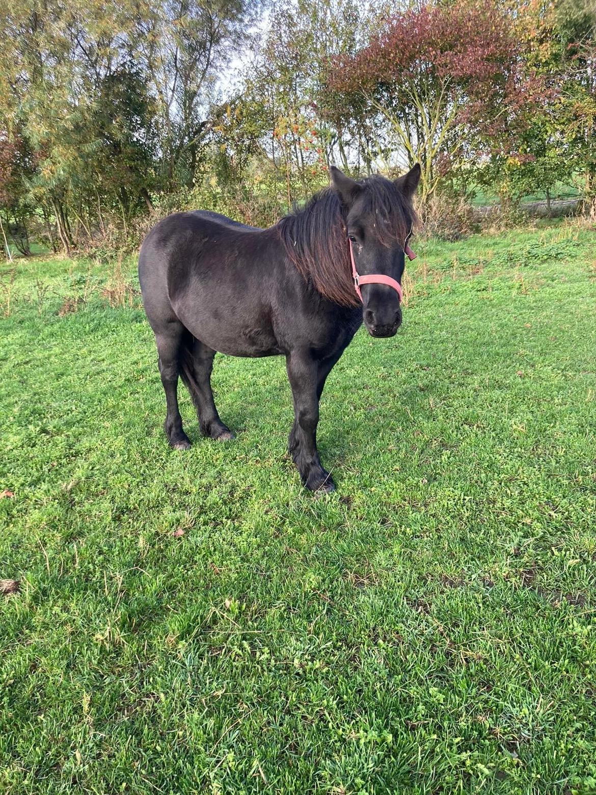 Fell pony Spirhøjs Primrose  billede 3