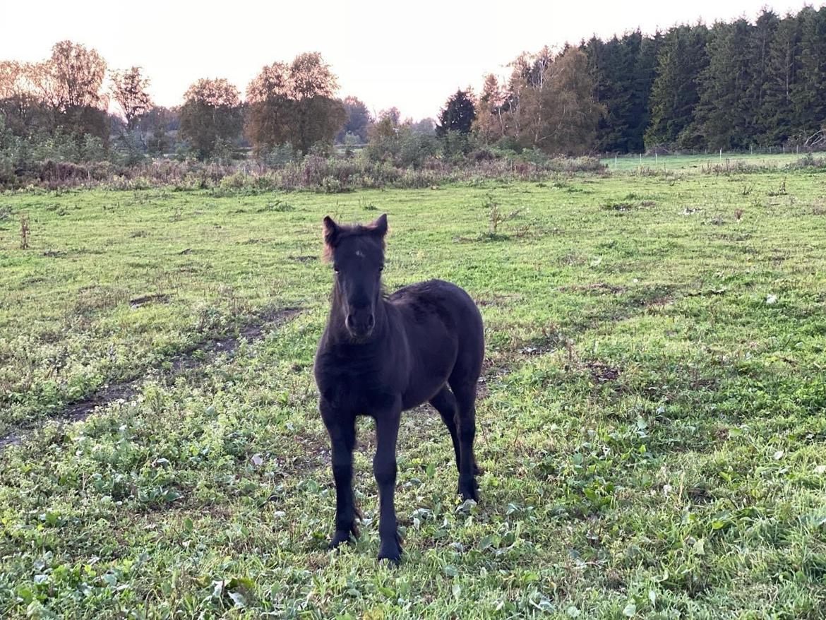 Fell pony Spirhøjs Primrose  billede 4