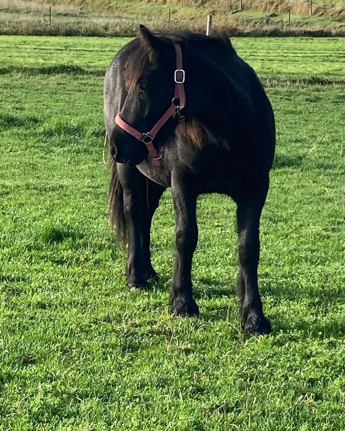 Fell pony Spirhøjs Primrose  billede 1