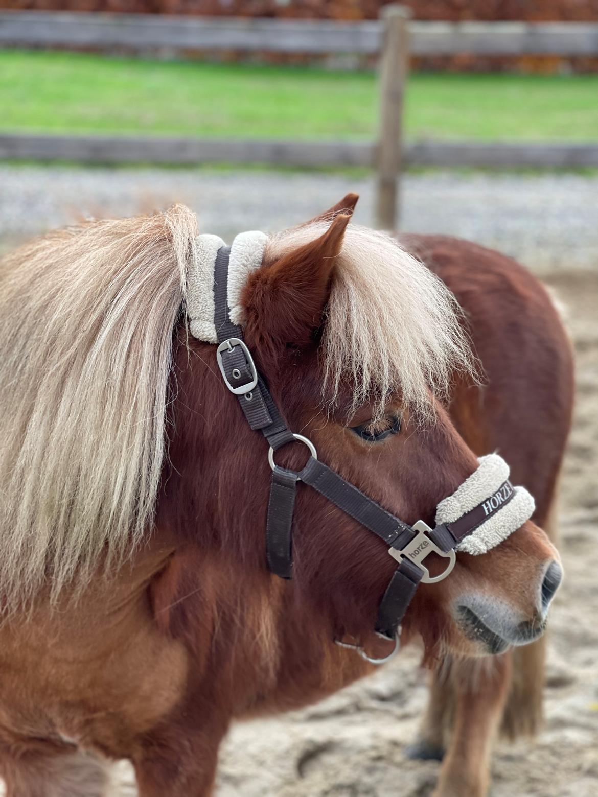 Shetlænder Lundsbjerggårds classic billede 18