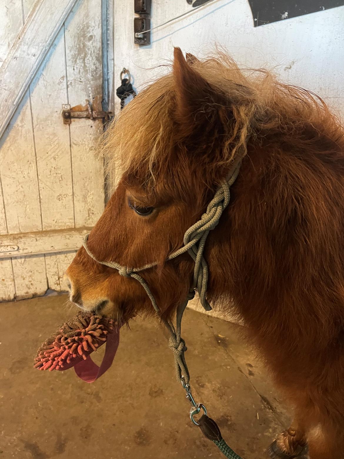 Shetlænder Lundsbjerggårds classic billede 2