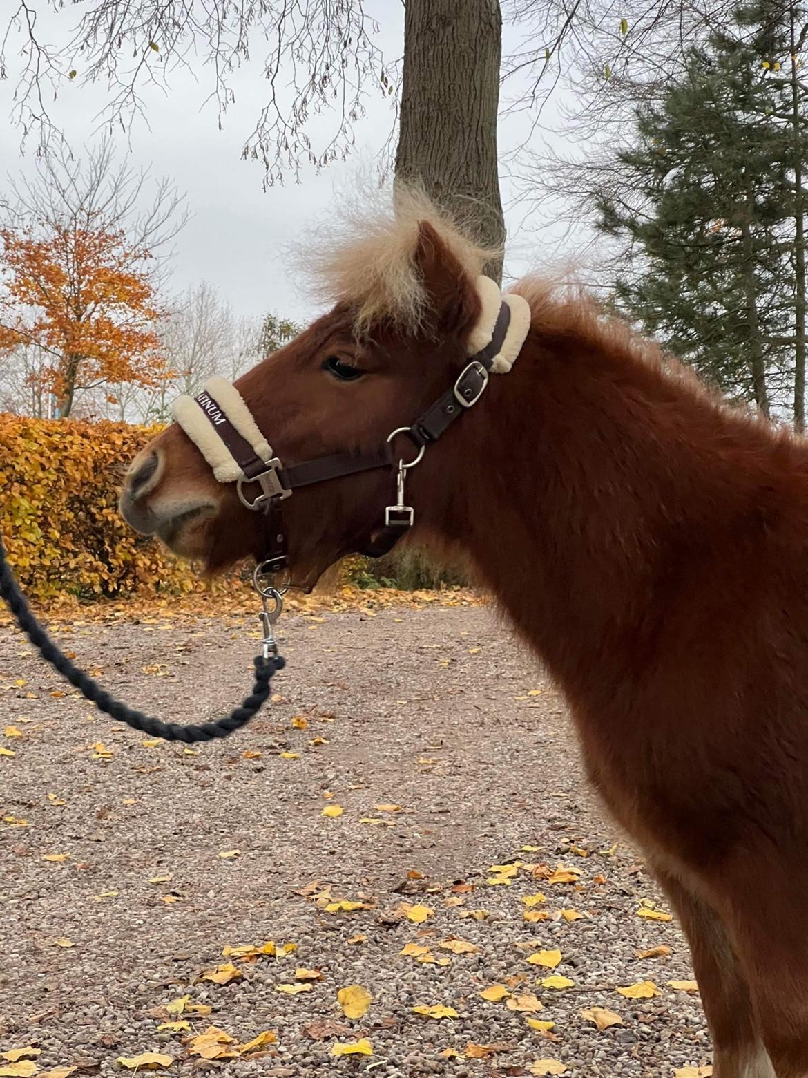 Shetlænder Lundsbjerggårds classic billede 1