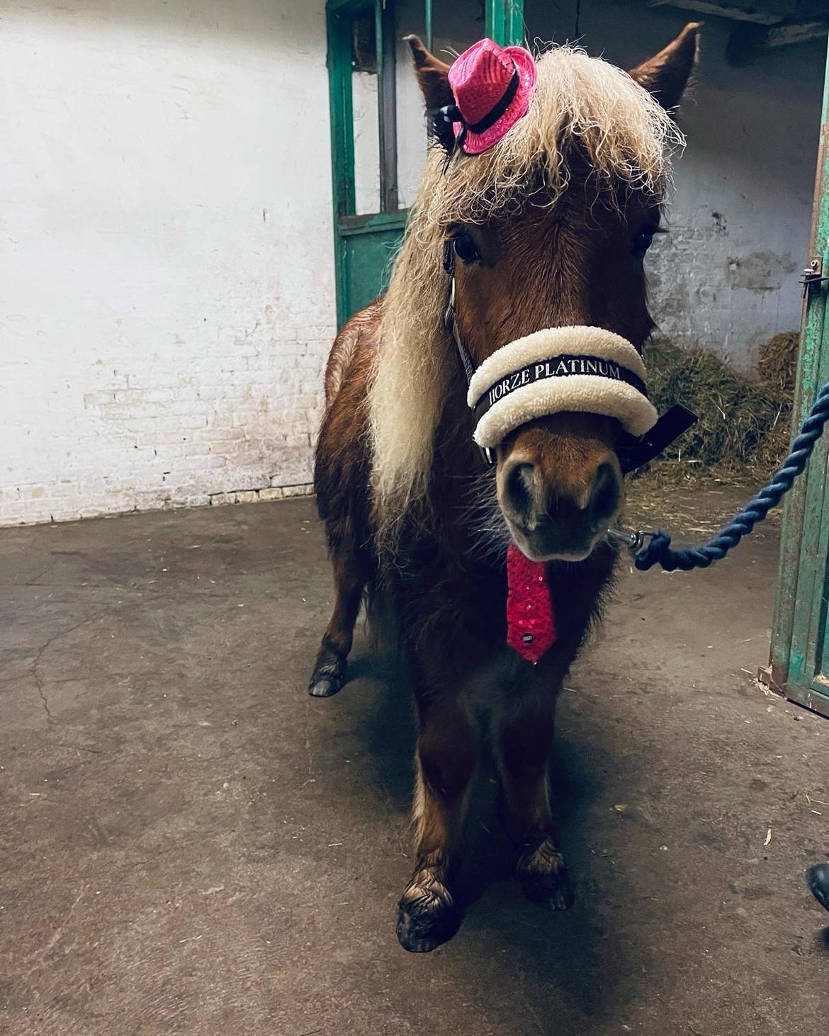 Shetlænder Lundsbjerggårds classic billede 3