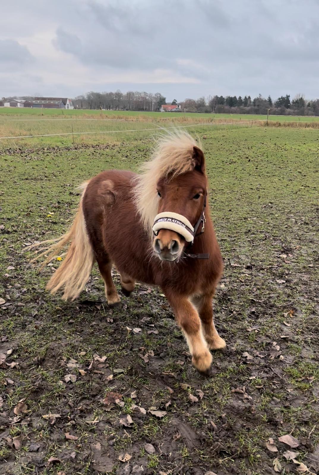 Shetlænder Lundsbjerggårds classic billede 4