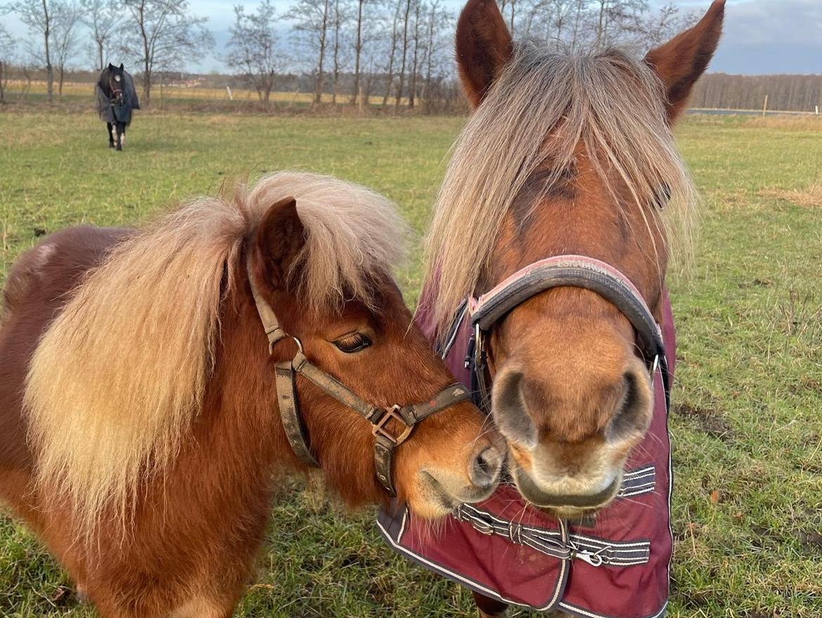 Shetlænder Lundsbjerggårds classic billede 6