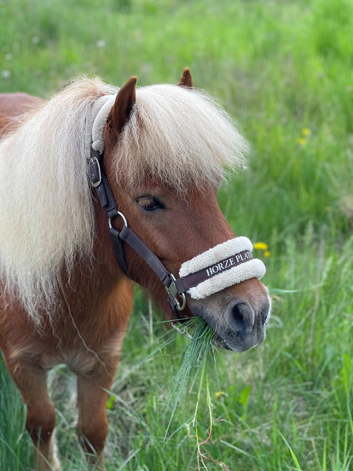 Shetlænder Lundsbjerggårds classic billede 7