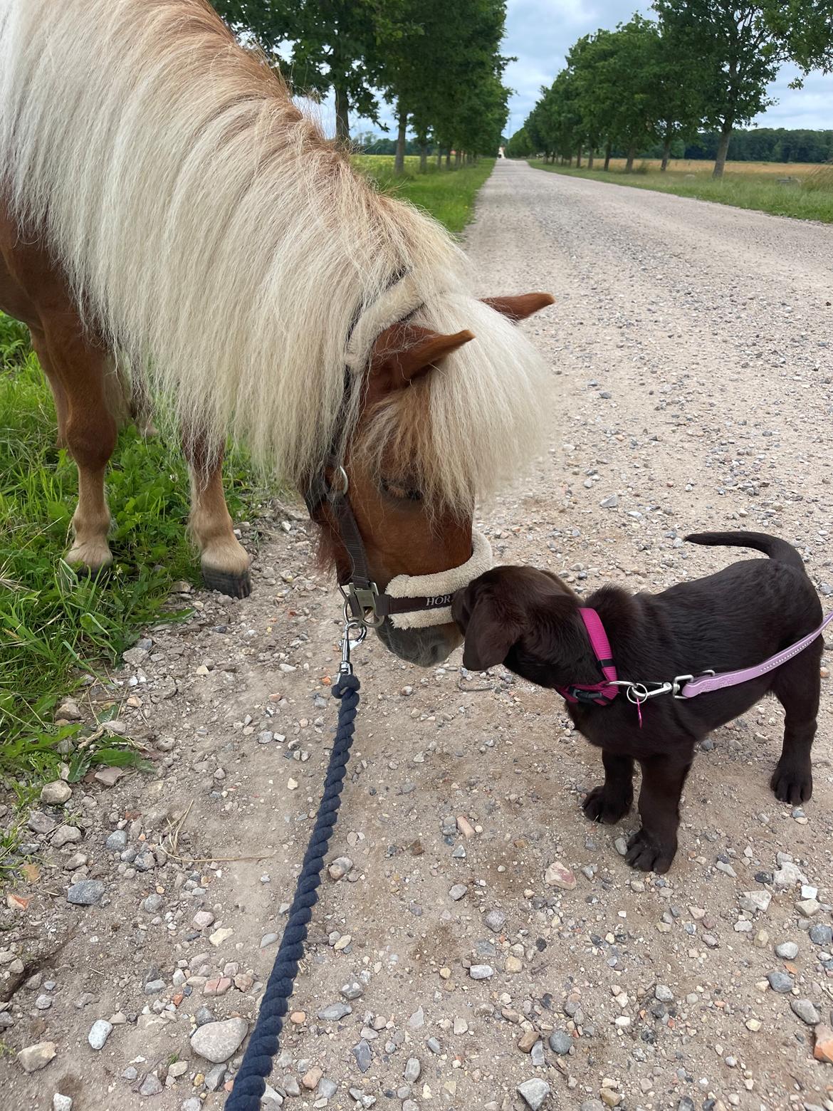 Shetlænder Lundsbjerggårds classic billede 8