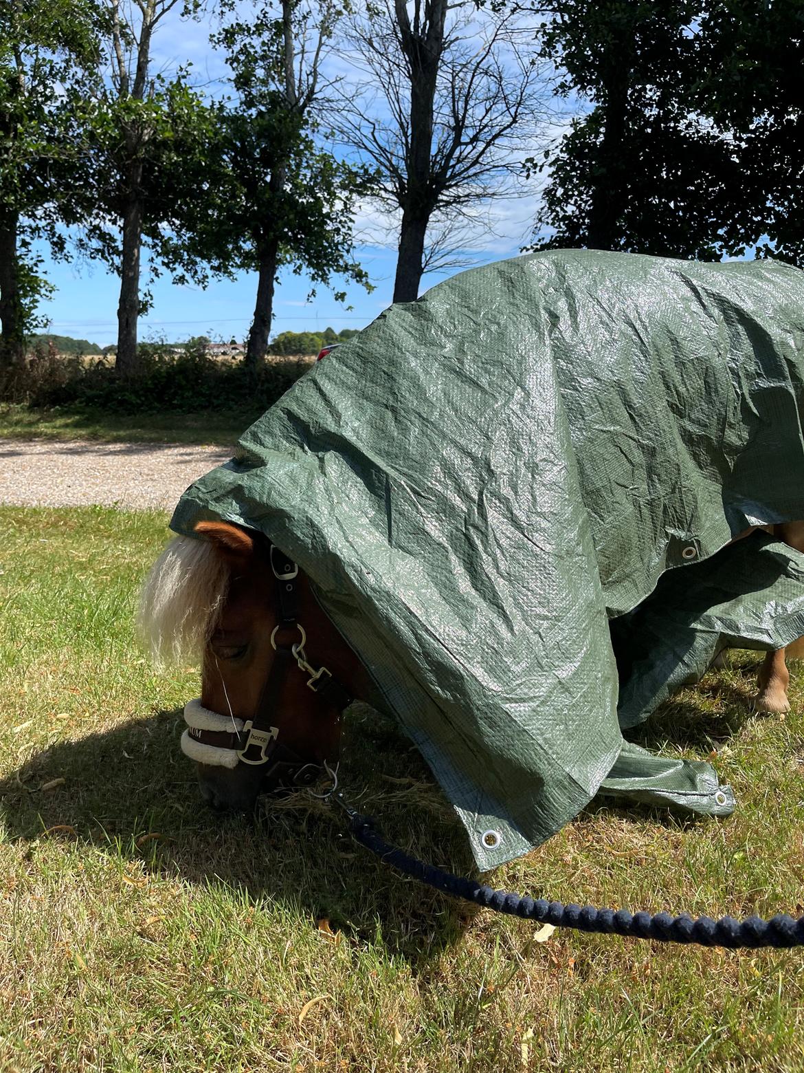 Shetlænder Lundsbjerggårds classic billede 9