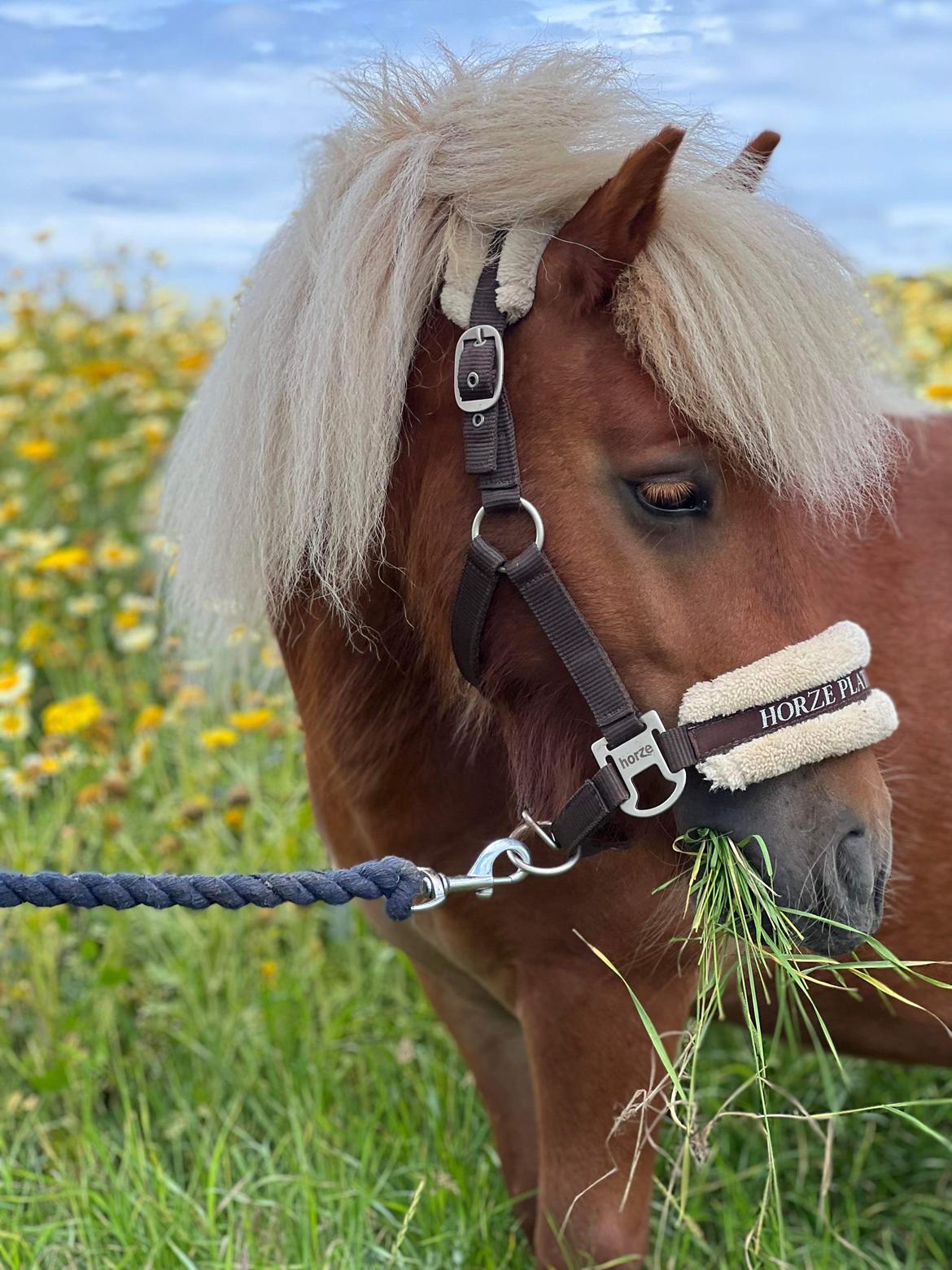 Shetlænder Lundsbjerggårds classic billede 10