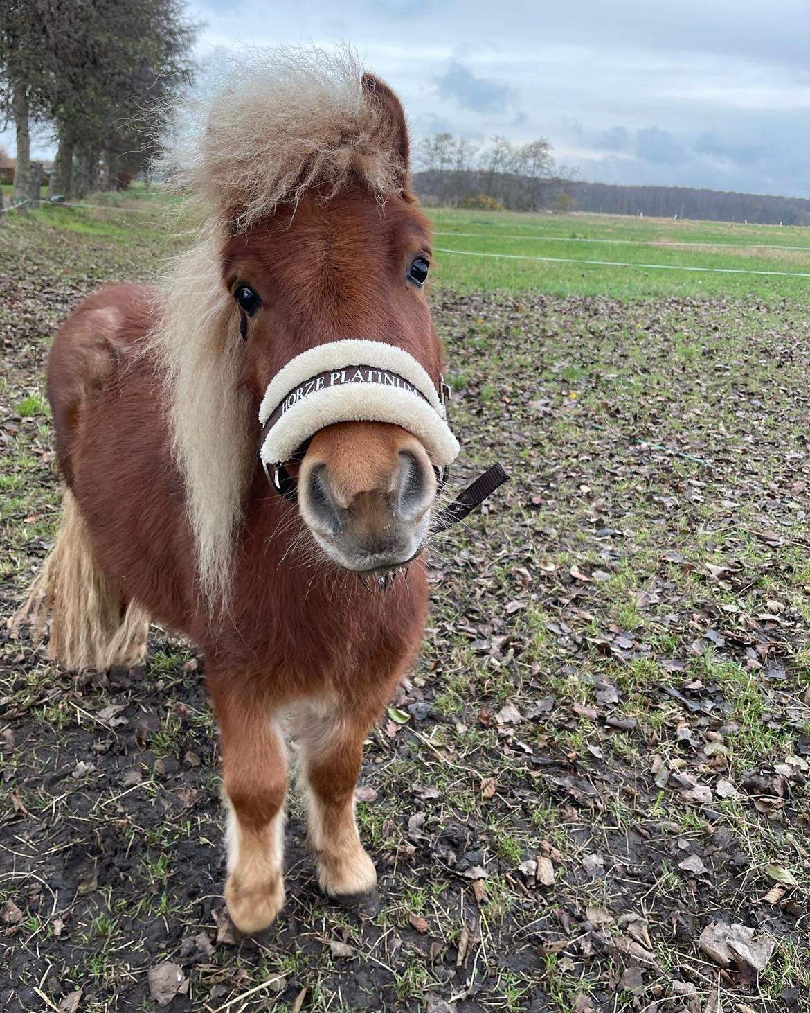Shetlænder Lundsbjerggårds classic billede 11