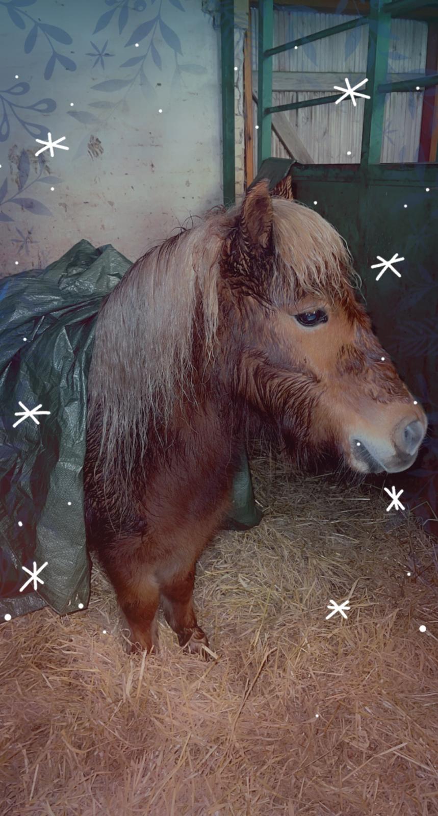 Shetlænder Lundsbjerggårds classic billede 5