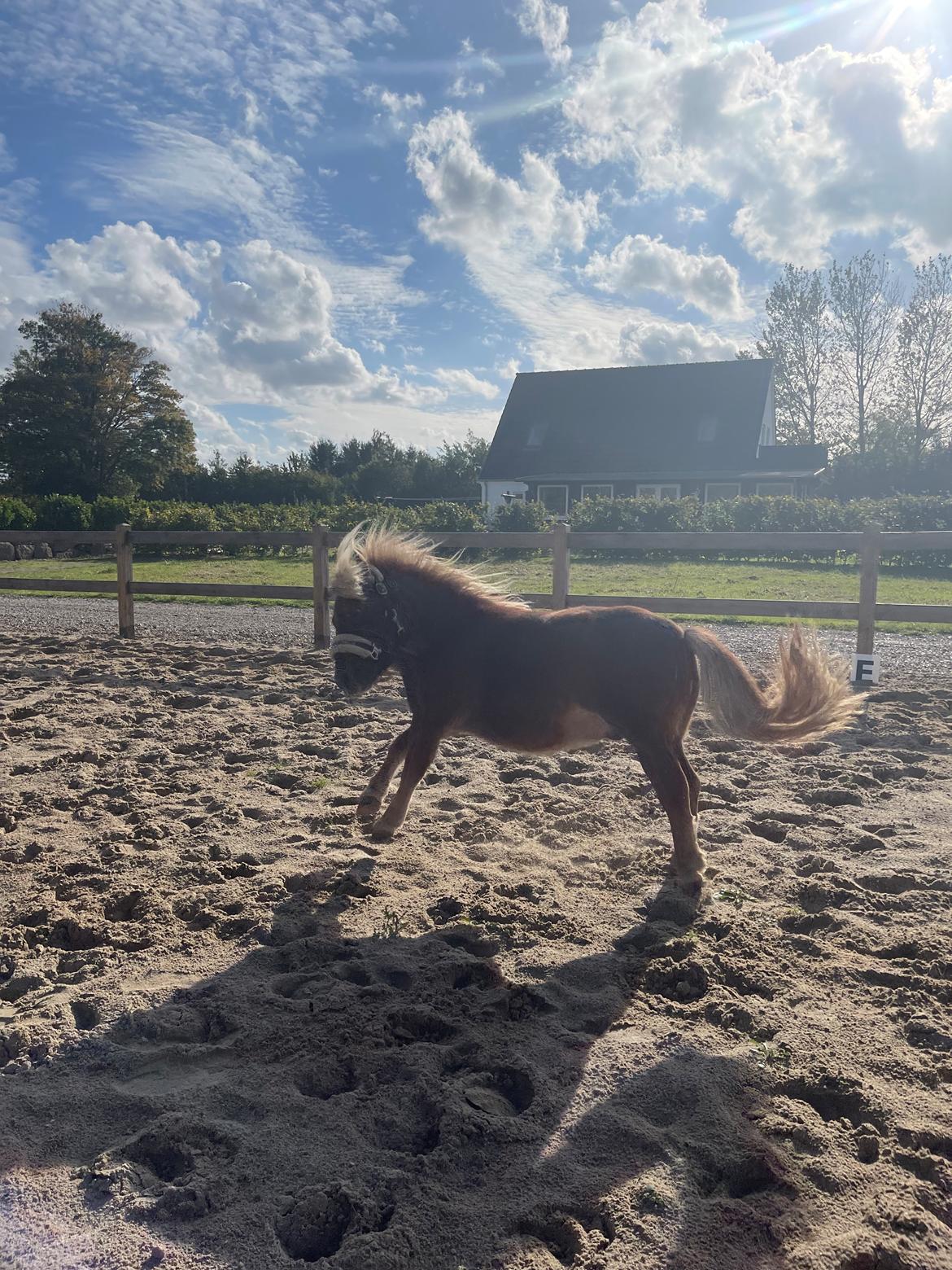 Shetlænder Lundsbjerggårds classic billede 12