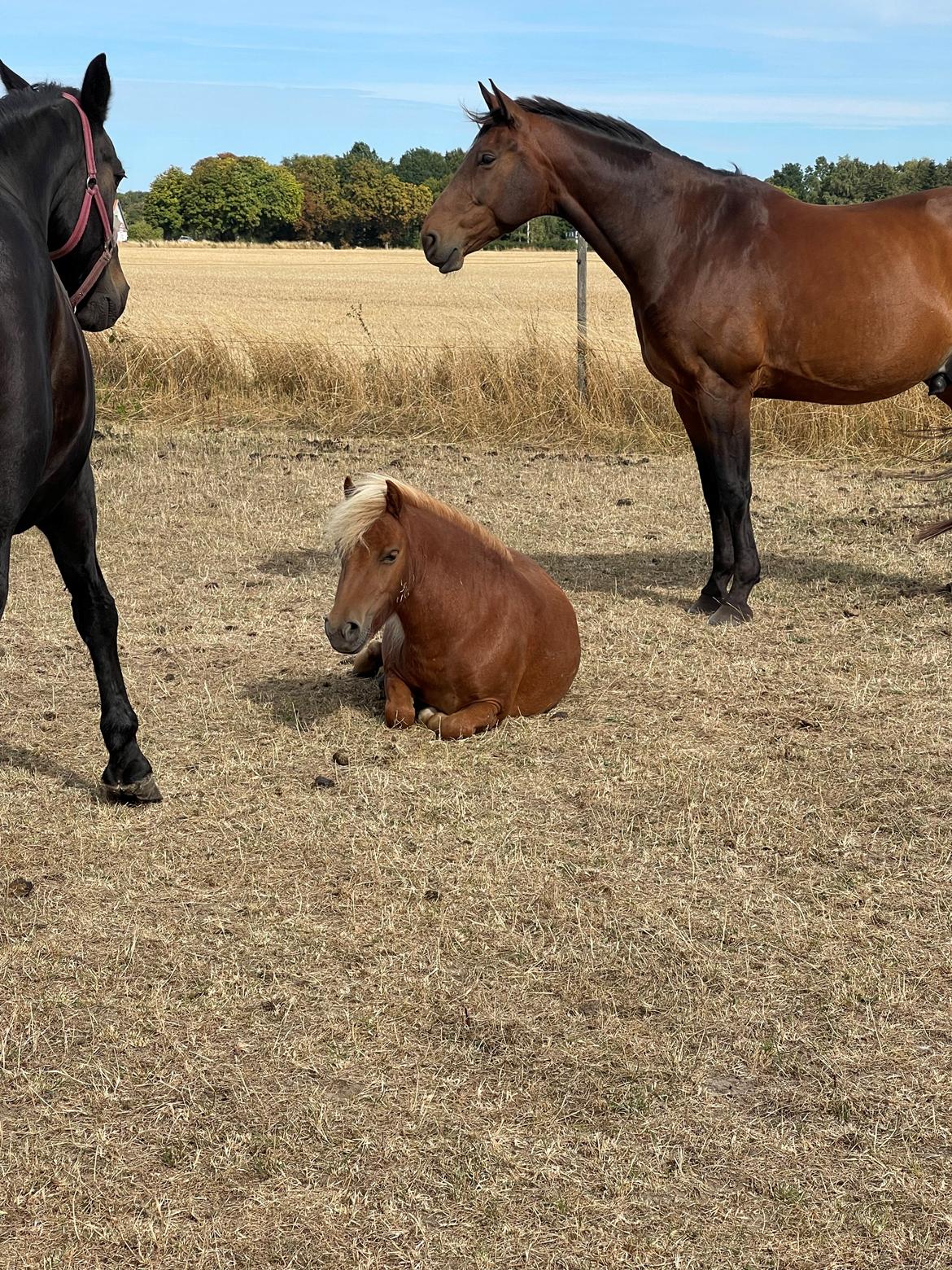 Shetlænder Lundsbjerggårds classic billede 13