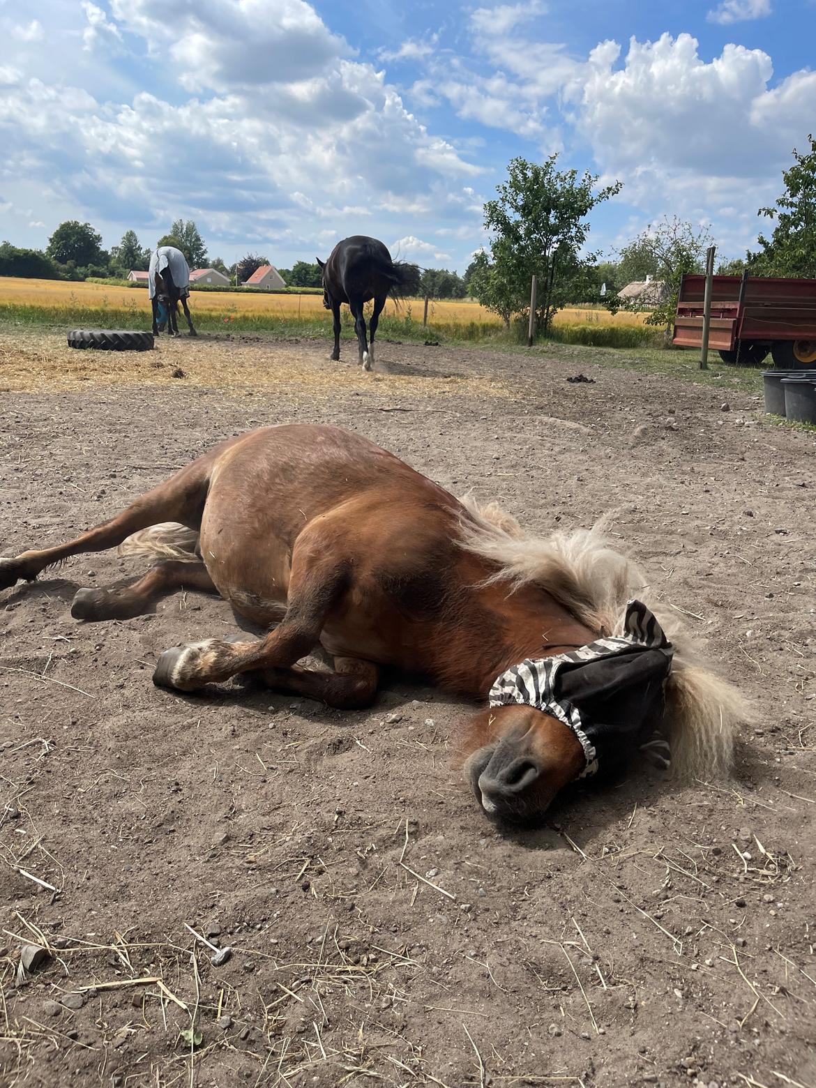 Shetlænder Lundsbjerggårds classic billede 15