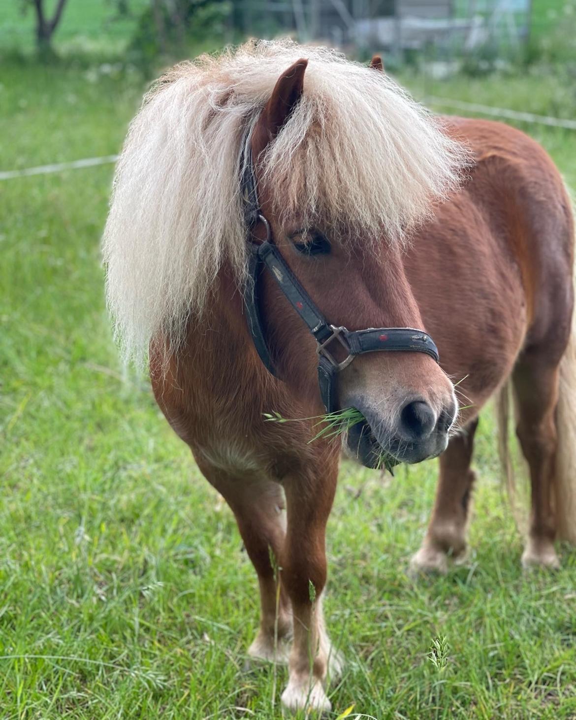 Shetlænder Lundsbjerggårds classic billede 16