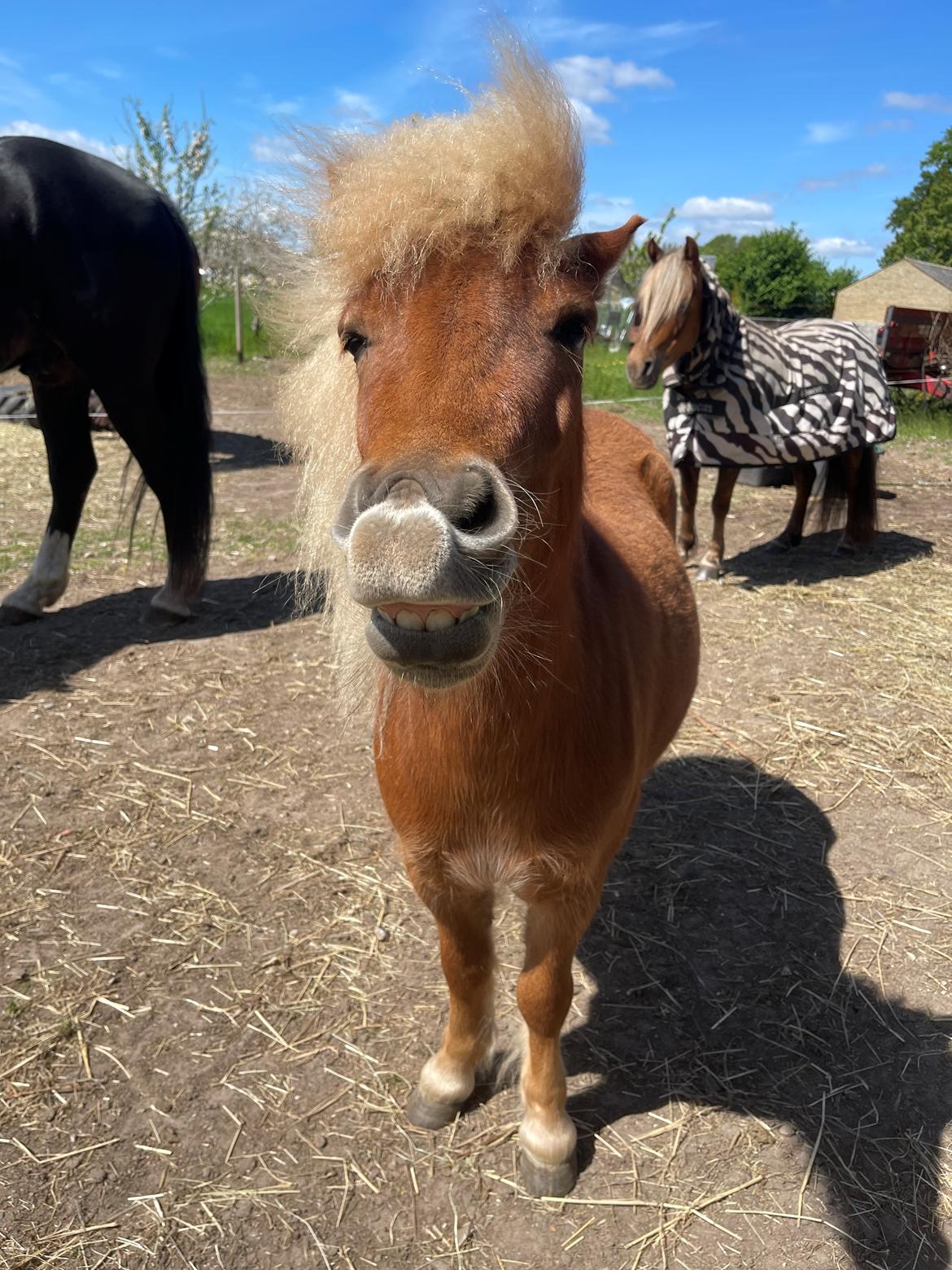 Shetlænder Lundsbjerggårds classic billede 17
