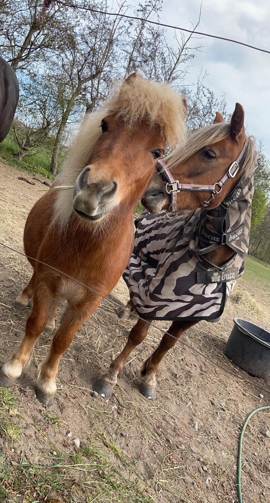 Shetlænder Lundsbjerggårds classic billede 19