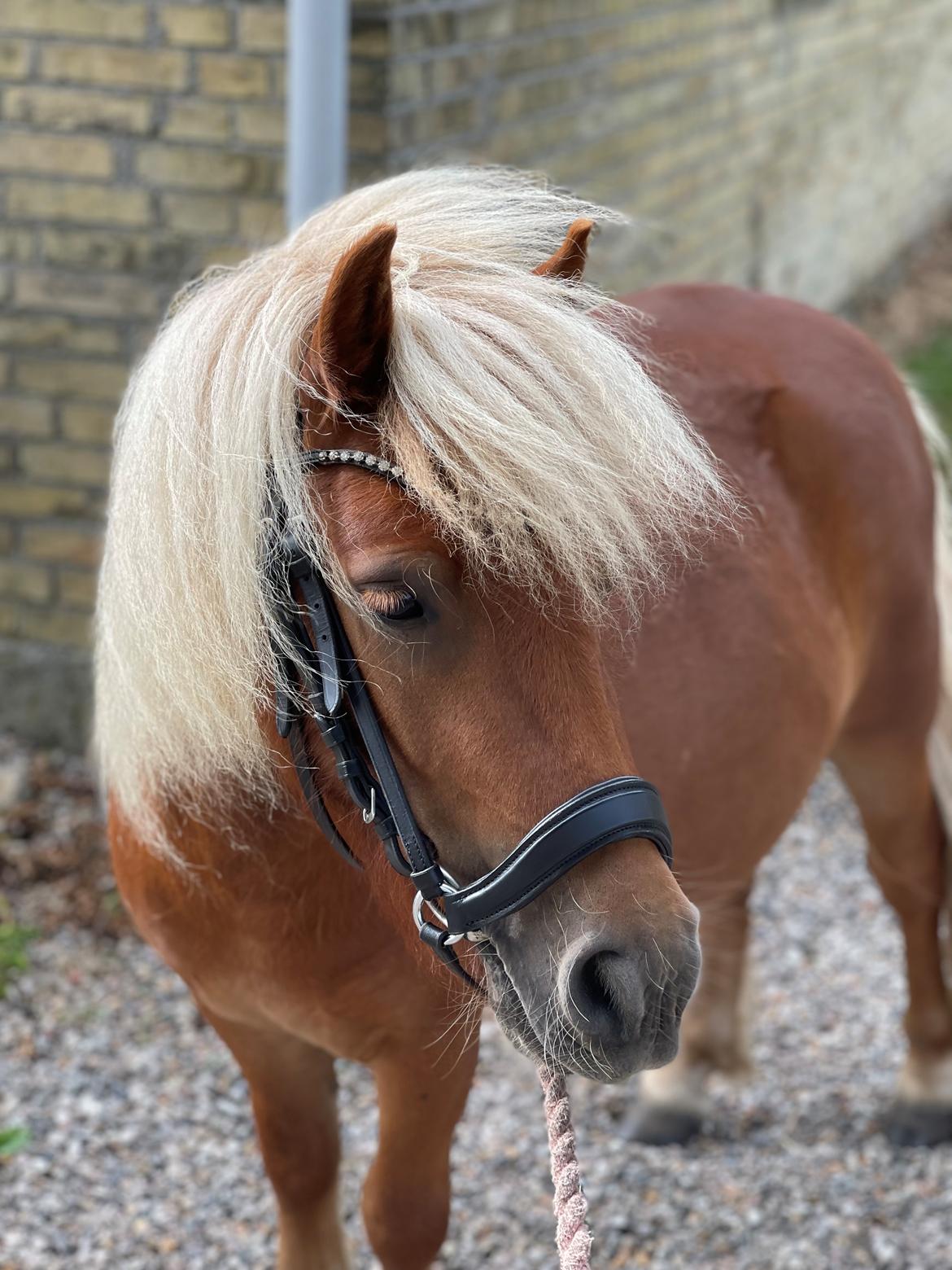 Shetlænder Lundsbjerggårds classic billede 14