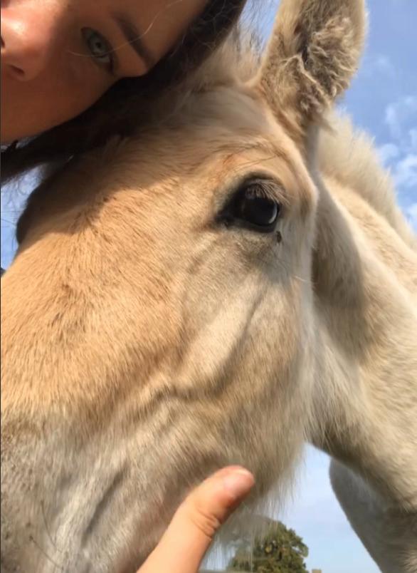 Fjordhest Freyr vangkilde billede 11