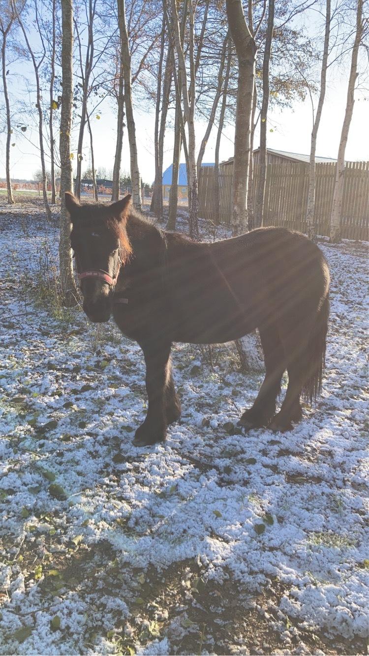 Fell pony Spirhøjs Primrose  billede 5